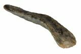 Juvenile Hadrosaur (Maiasaura) Humerus With Metal Stand #113350-4